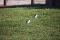 Baby Masked Lapwing chick walking on green grass. Royalty Free Stock Photo