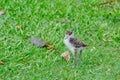 Baby Masked Lapwing chick walking on the green grass at a botanical garden. Royalty Free Stock Photo