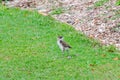 Baby Masked Lapwing chick walking on the green grass at a botanical garden. Royalty Free Stock Photo