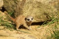 Baby meerkat