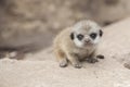 Baby Meerkat