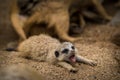 baby meerkat portrait in nature Royalty Free Stock Photo