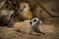 baby meerkat portrait in nature Royalty Free Stock Photo