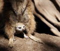 Baby Meerkat Sheltered by Adult