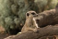Baby meerkat