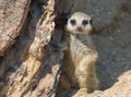 Baby Meerkat