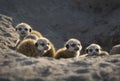 Baby meerkats looking for danger.