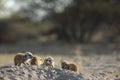 Baby Meerkats sunning their bodies.