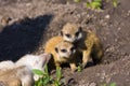 Baby meerkats (Suricata suricatta)