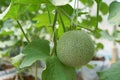 Baby melon grow in greenhouse farm Japanese fruit g