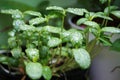 Baby melon with the remaining water on the leaves