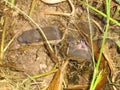 Baby Mice Hiding in a Den