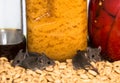 Baby mice running amuck in a well stocked kitchen cabinet.