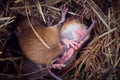 Baby mice sleeping in nest in funny position
