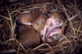 Baby mice sleeping in nest in funny position