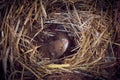 Baby mice sleeping in nest in funny position