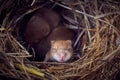 Baby mice sleeping in nest in funny position