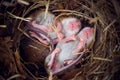 Baby mice sleeping in nest in funny position