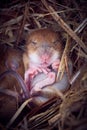 Baby mice sleeping in nest in funny position