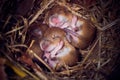 Baby mice sleeping in nest in funny position