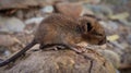 Baby mice on stone arch with blurred background Royalty Free Stock Photo