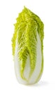 Baby michilli chinese cabbage Royalty Free Stock Photo