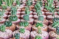 Baby mixed cactus among other cactus in a pot in cactus farm