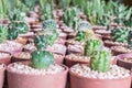 Baby mixed cactus among other cactus in a pot in cactus farm