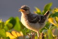 Baby mockingbird starting to sing Royalty Free Stock Photo
