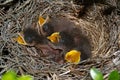 Baby Mockingbirds Royalty Free Stock Photo