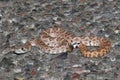 Baby Mojave Rattlesnake - Crotalus scutulatus Royalty Free Stock Photo