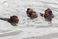 Baby mokeys swiming