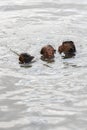 Baby mokeys swiming