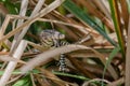 Baby Monitor Lizard On The Branch. Royalty Free Stock Photo