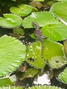 Baby monitor lizard on a lotus leaf Royalty Free Stock Photo