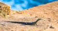 Baby monitor lizard, South Africa.