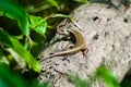 The baby monitor lizard on the tree. Newly hatched monitor lizard on tree. Royalty Free Stock Photo