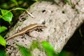 The baby monitor lizard on the tree. Newly hatched monitor lizard on tree. Royalty Free Stock Photo