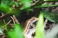 The baby monitor lizard on the tree. Newly hatched monitor lizard on tree. Royalty Free Stock Photo