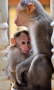 Baby monkey Royalty Free Stock Photo