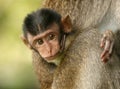 Baby monkey Royalty Free Stock Photo