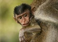 Baby monkey Royalty Free Stock Photo