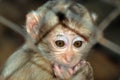 baby monkey Royalty Free Stock Photo