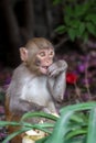 A Baby monkey biting its hand Royalty Free Stock Photo