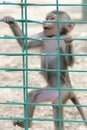 A baby monkey at Bucov Zoo Royalty Free Stock Photo