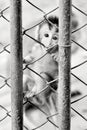 Baby monkey in a cage Royalty Free Stock Photo