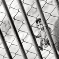 Baby monkey in a cage Royalty Free Stock Photo