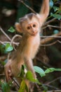 Baby Monkey climbing Tree
