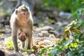 A mother monkey feeds her young and makes a living Royalty Free Stock Photo