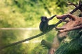 Baby monkey comfortably sitting on a hanging rope in a zoo. Big beautiful white eyes looking to the side. Green bokeh background. Royalty Free Stock Photo